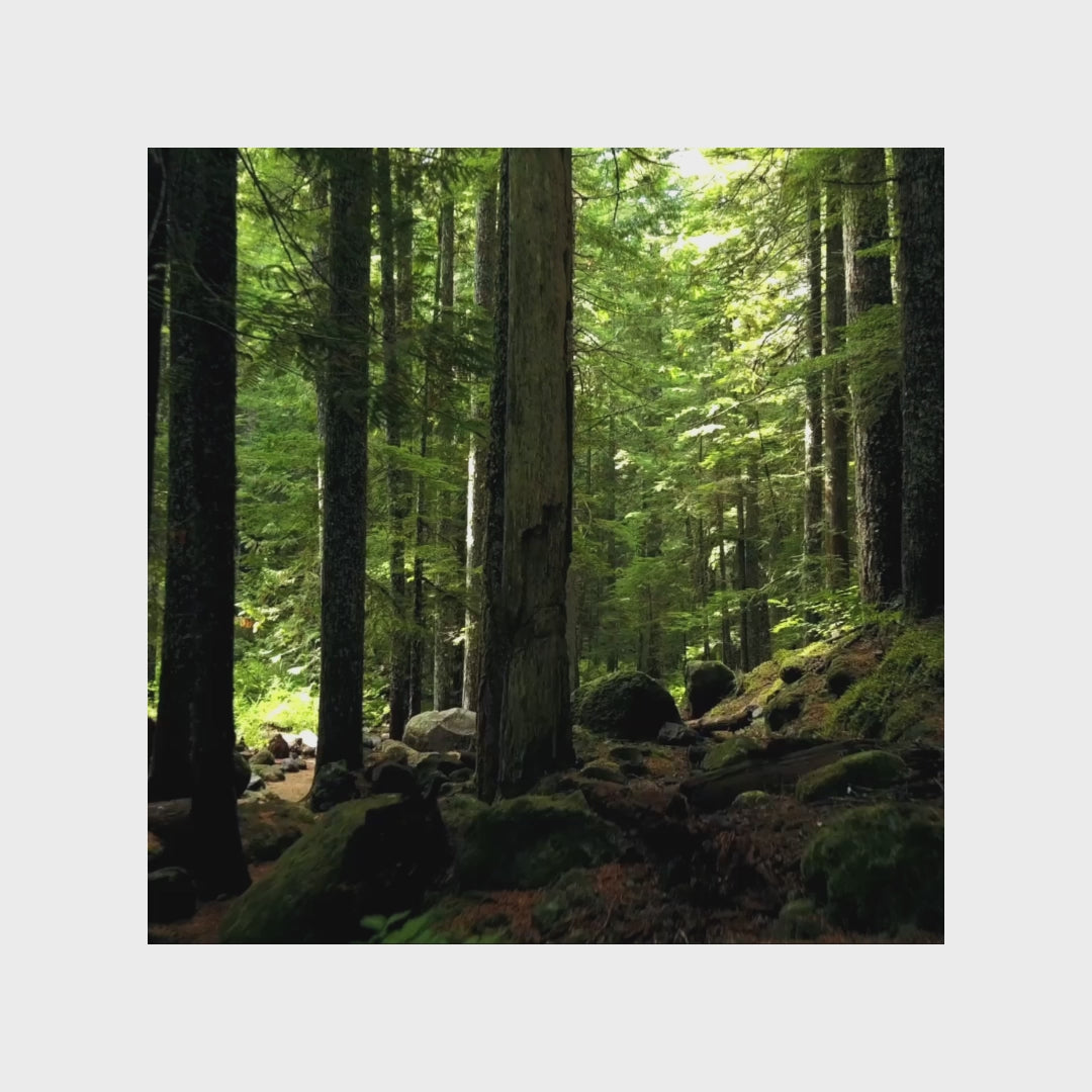 Gel douche Vanille Ambre & Patchouli